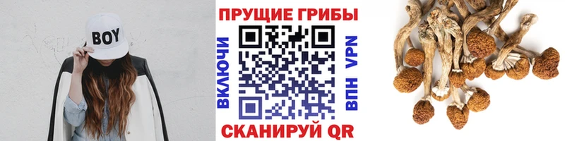 Купить закладки  Бронницы  Псилоцибиновые грибы MAGIC MUSHROOMS 